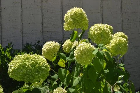 Green hydrangea Stock Photos