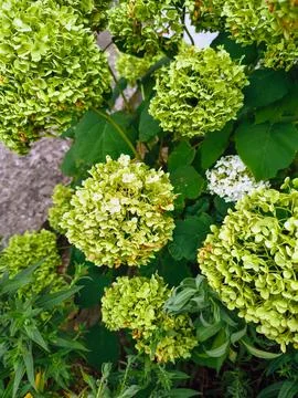 Green hydrangea. Summer White Hydrangea in the morning light. Bright white .. Stock Photos
