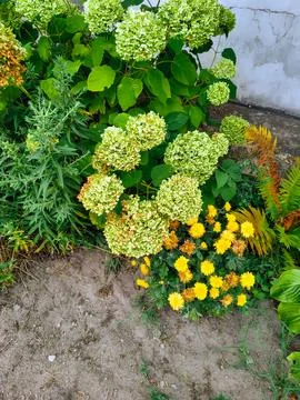 Green hydrangea. Summer White Hydrangea in the morning light. Bright white .. Stock Photos