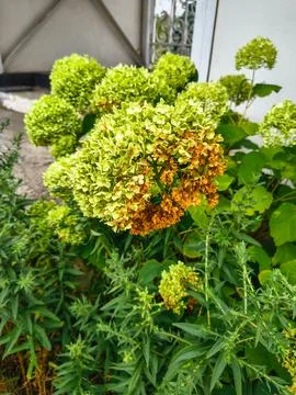Green hydrangea. Summer White Hydrangea in the morning light. Bright white .. 스톡 사진