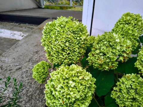 Green hydrangea. Summer White Hydrangea in the morning light. Bright white .. Stock Photos