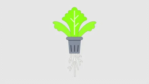 Green hydroponic lettuce in a netpot Vidéo 335488656