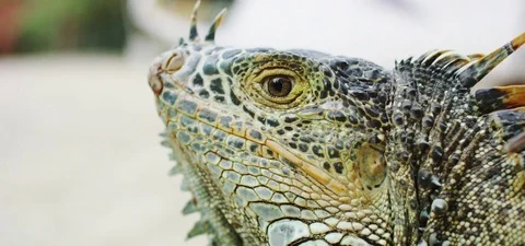 Green Iguana 4K Stock Footage 81634656