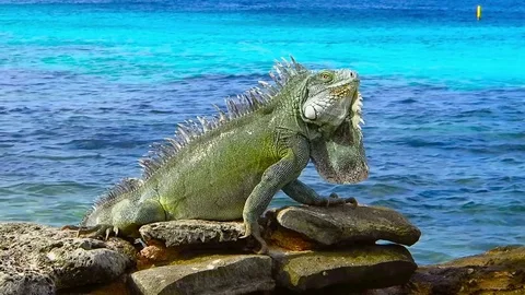 Green iguana and azure water in the background. Stock Footage