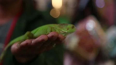 A green iguana is being held in the hand Stock Footage 299359978