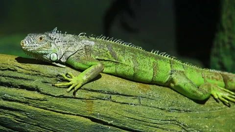 Green Iguana on branch Stock Footage 92109596