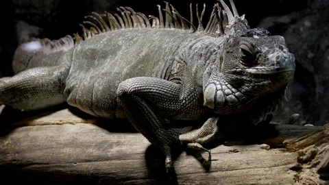 Green Iguana breathing Video stock 74874372