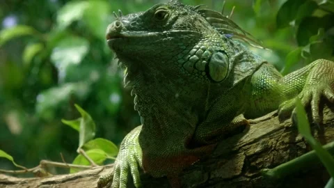Green iguana in captivity Video stock 170998427