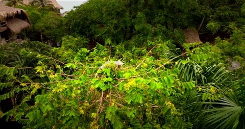 Green iguana chilling in canopy of tree at Los Naranjos Colombia Stock Footage 342014097