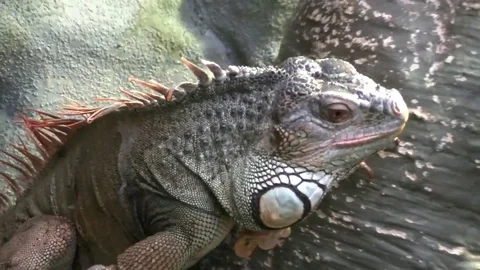 Green Iguana Climbing Up A Tree Branch Stock Footage 81447881