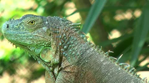 Green iguana Close up Stock Footage 12317944