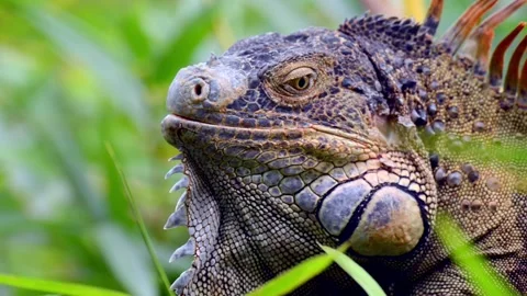Green Iguana Close Up Macro Shot in Costa Rica Forest 4k Stock Footage 338259748