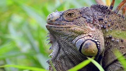 Green Iguana Close Up Macro Shot in Costa Rica 4k Video Vídeo Stock 338259754