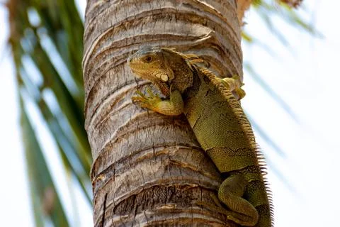 Green Iguana Close-Up Stock Photos
