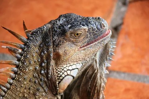 Green iguana close up Foto stock