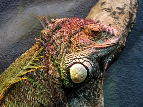 Green Iguana Up Close Stock Photos