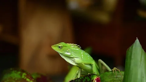 Green iguana close up view Stock Footage 273516409