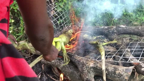 Green Iguana for cooking Stock Footage 219707102