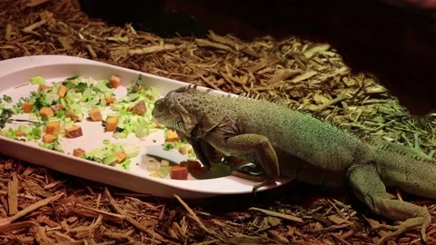 Green Iguana Eating Stock Footage 171756922