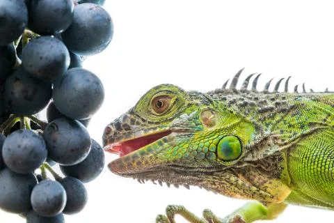 Green iguana eats a grape, isolated on white background. Stock Photos