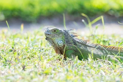 A Green Iguana Eats Grass on a Beach in Punta de Mita, Nayarit, Mexico Stock Photos