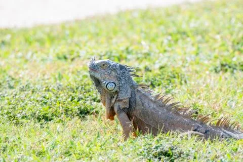 A Green Iguana Eats Grass on a Beach in Punta de Mita, Nayarit, Mexico Stock Photos