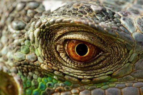 Green iguana eye Stock Photos