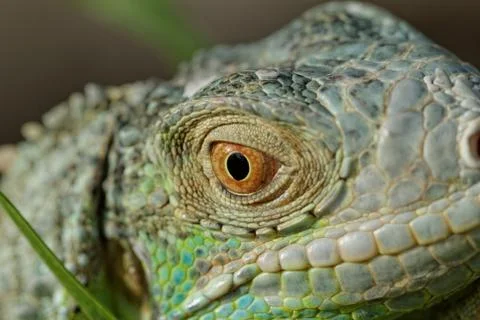 Green iguana eye Stock Photos