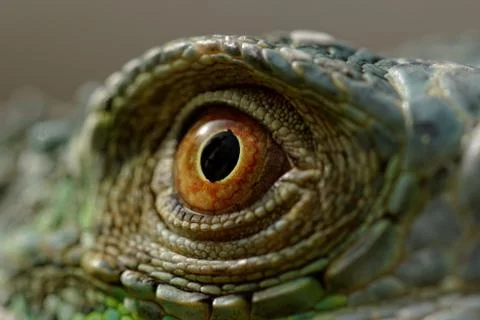 Green iguana eye Stock Photos