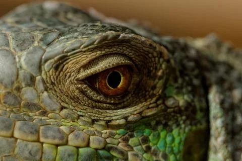 Green iguana eye Stock Photos