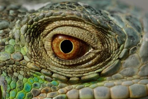 Green iguana eye Stock Photos