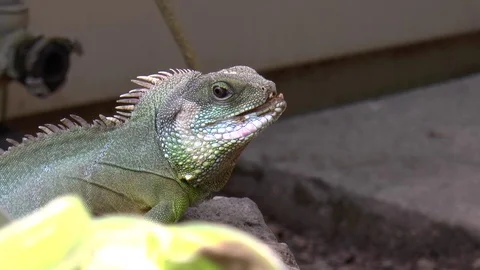 Green Iguana Facing Camera Medium shot 動画素材 82763065