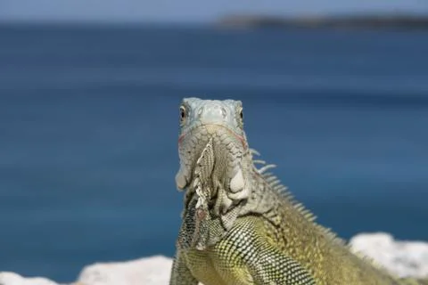Green Iguana facing camera Foto stock