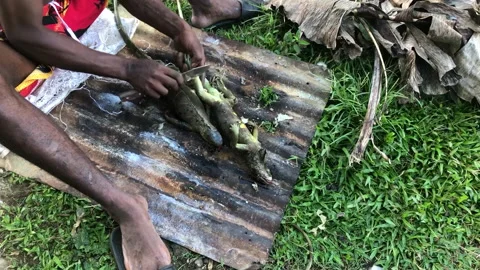 Green Iguana for food Stock Footage 219706940