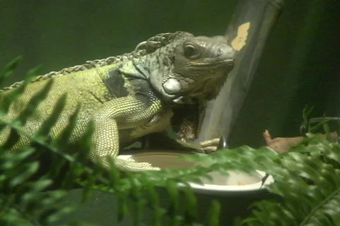 Green Iguana 動画素材 340264