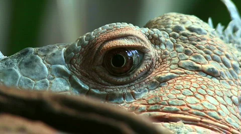 Green Iguana 스톡 동영상 719976