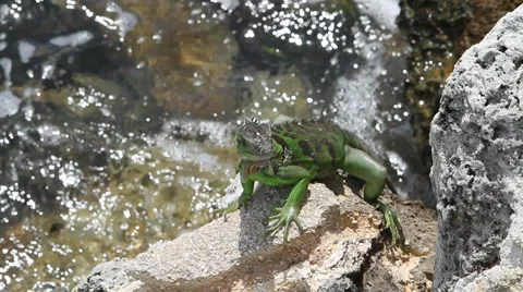 Green Iguana Video stock 1052325