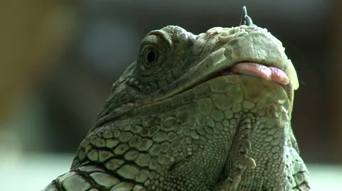 Green Iguana 스톡 동영상 1075783