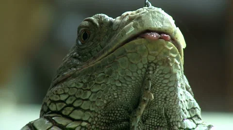 Green Iguana Stock Footage 1075791