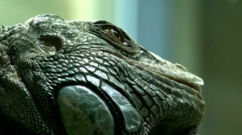 Green Iguana Stock Footage 1075809