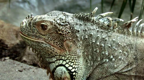 Green Iguana Stock Footage 1079452
