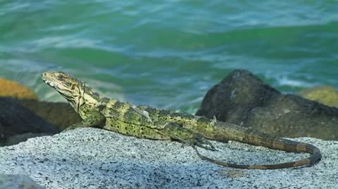 Green iguana Stock Footage 8920408