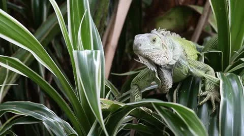 Green Iguana Stock Footage 11270409