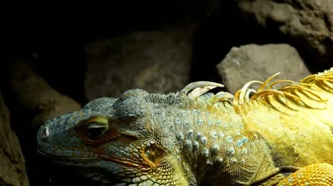 Green iguana Stock Footage 21427491