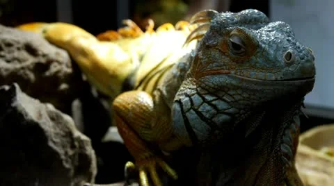 Green iguana Stock Footage 21427538