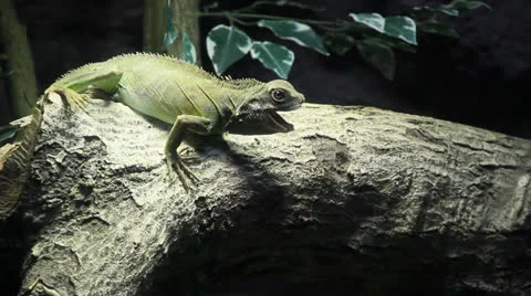 Green Iguana Stock Footage 24674904