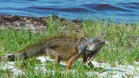 Green Iguana Video stock 40633145