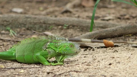 Green Iguana Stock Footage 79506063