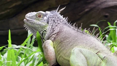Green iguana Stock Footage 81754844