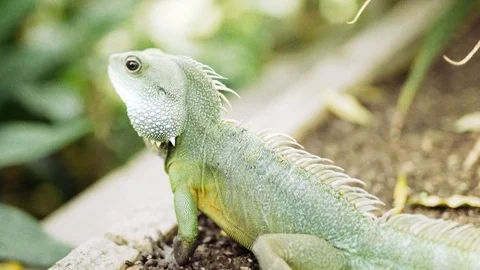 Green Iguana Stock Footage 93127853